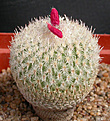 Нажмите на изображение для увеличения.

Название:	Epithelantha bokei_carpus.jpg
Просмотров:	2046
Размер:	111.6 Кб
ID:	383355