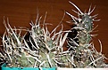 Нажмите на изображение для увеличения.

Название:	Tephrocactus.jpg
Просмотров:	2809
Размер:	54.7 Кб
ID:	383357