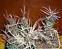 Нажмите на изображение для увеличения.

Название:	Tephrocactus2.jpg
Просмотров:	2788
Размер:	63.6 Кб
ID:	383358