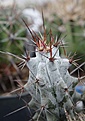 Нажмите на изображение для увеличения.

Название:	Hertrichocereus-beneckei.jpg
Просмотров:	341
Размер:	81.0 Кб
ID:	383363