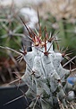 Нажмите на изображение для увеличения.

Название:	Hertrichocereus-beneckei.jpg
Просмотров:	304
Размер:	81.0 Кб
ID:	383363