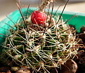 Нажмите на изображение для увеличения.

Название:	Hamatocactus setispinus.jpg
Просмотров:	1999
Размер:	99.4 Кб
ID:	383381