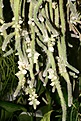 Нажмите на изображение для увеличения.

Название:	Rhipsalis_horridus_IMG_4889.jpg
Просмотров:	420
Размер:	78.4 Кб
ID:	383408