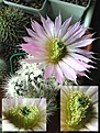 Нажмите на изображение для увеличения.

Название:	Echinocereus_baileyi_albisp.jpg
Просмотров:	218
Размер:	63.3 Кб
ID:	383441