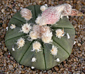 Нажмите на изображение для увеличения.

Название:	Astr. asterias_redflowers_carpus.jpg
Просмотров:	351
Размер:	92.4 Кб
ID:	383459