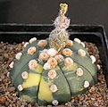 Нажмите на изображение для увеличения.

Название:	Astrophytum asterias Ooibo_variegated.jpg
Просмотров:	339
Размер:	93.0 Кб
ID:	383460