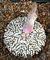 Нажмите на изображение для увеличения.

Название:	Astrophytum asterias Super Kabuto_carpus.jpg
Просмотров:	338
Размер:	109.7 Кб
ID:	383461