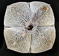 Нажмите на изображение для увеличения.

Название:	Astrophytum Onzuka_carpus.jpg
Просмотров:	346
Размер:	124.8 Кб
ID:	383462