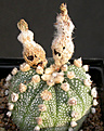 Нажмите на изображение для увеличения.

Название:	Astrophytum_multik_carpus.jpg
Просмотров:	344
Размер:	94.1 Кб
ID:	383463