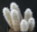 Нажмите на изображение для увеличения.

Название:	Echinocereus nivosus.jpg
Просмотров:	325
Размер:	85.7 Кб
ID:	383481