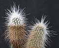 Нажмите на изображение для увеличения.

Название:	Echinocereus longisetus .jpg
Просмотров:	346
Размер:	98.1 Кб
ID:	383482
