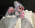 Нажмите на изображение для увеличения.

Название:	Astrophytum coahuilense_carpus.jpg
Просмотров:	338
Размер:	94.3 Кб
ID:	383487