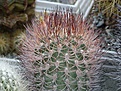 Нажмите на изображение для увеличения.

Название:	Pyrrhocactus_bulbocalyx_1.jpg
Просмотров:	413
Размер:	71.9 Кб
ID:	383503