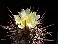 Нажмите на изображение для увеличения.

Название:	Copiapoa_marginata_4.jpg
Просмотров:	418
Размер:	42.4 Кб
ID:	383510