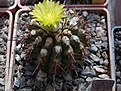Нажмите на изображение для увеличения.

Название:	Islaya_bicolor_greenepidermis_3.jpg
Просмотров:	434
Размер:	62.4 Кб
ID:	383511
