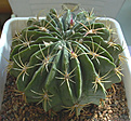 Нажмите на изображение для увеличения.

Название:	Ferocactus macrodiscus.jpg
Просмотров:	888
Размер:	85.7 Кб
ID:	383536