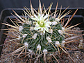 Нажмите на изображение для увеличения.

Название:	Echinofossulocactus sulfureus.jpg
Просмотров:	876
Размер:	92.6 Кб
ID:	383537
