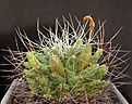 Нажмите на изображение для увеличения.

Название:	Mammillaria longimamma.jpg
Просмотров:	339
Размер:	95.4 Кб
ID:	383541