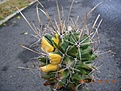 Нажмите на изображение для увеличения.

Название:	FerobergiaF2variegata.jpg
Просмотров:	338
Размер:	110.5 Кб
ID:	383544
