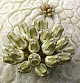 Нажмите на изображение для увеличения.

Название:	бутоны 2_Pseudolithos.jpg
Просмотров:	487
Размер:	95.5 Кб
ID:	383557