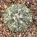 Нажмите на изображение для увеличения.

Название:	Astrophytum capricorne x A. \'Super Kabuto\'.jpg
Просмотров:	309
Размер:	119.3 Кб
ID:	383575