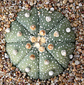 Нажмите на изображение для увеличения.

Название:	Astrophytum asterias Gonsales.jpg
Просмотров:	316
Размер:	127.1 Кб
ID:	383619