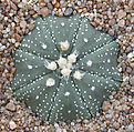 Нажмите на изображение для увеличения.

Название:	Astrophytum asterias Gonsales_2.jpg
Просмотров:	309
Размер:	122.6 Кб
ID:	383620