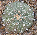 Нажмите на изображение для увеличения.

Название:	Astrophytum asterias Gonsales_3.jpg
Просмотров:	311
Размер:	117.7 Кб
ID:	383621