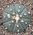 Нажмите на изображение для увеличения.

Название:	Astrophytum asterias Gonsales_4.jpg
Просмотров:	298
Размер:	123.7 Кб
ID:	383622