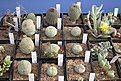 Нажмите на изображение для увеличения.

Название:	Pseudolithos_09.07.jpg
Просмотров:	196
Размер:	129.9 Кб
ID:	383659