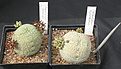 Нажмите на изображение для увеличения.

Название:	Pseudolithos_3.jpg
Просмотров:	195
Размер:	117.1 Кб
ID:	383660