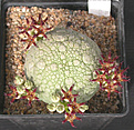 Нажмите на изображение для увеличения.

Название:	Pseudolithos spaericus.jpg
Просмотров:	200
Размер:	104.0 Кб
ID:	383661