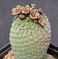 Нажмите на изображение для увеличения.

Название:	Larryleachia cactiformis.jpg
Просмотров:	188
Размер:	95.5 Кб
ID:	383662
