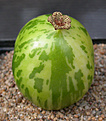 Нажмите на изображение для увеличения.

Название:	Larryleachia superpuper_variegata.jpg
Просмотров:	190
Размер:	77.0 Кб
ID:	383664