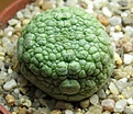 Нажмите на изображение для увеличения.

Название:	Pseudolithos2.JPG
Просмотров:	202
Размер:	109.3 Кб
ID:	383671