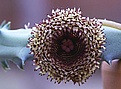 Нажмите на изображение для увеличения.

Название:	Huernia hystrix2.jpg
Просмотров:	215
Размер:	41.1 Кб
ID:	383681