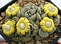 Нажмите на изображение для увеличения.

Название:	Titanopsis_calcarea_IMG_5178.jpg
Просмотров:	169
Размер:	99.3 Кб
ID:	383689