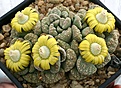 Нажмите на изображение для увеличения.

Название:	Titanopsis_calcarea_IMG_5178.jpg
Просмотров:	143
Размер:	99.3 Кб
ID:	383689