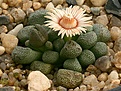 Нажмите на изображение для увеличения.

Название:	Aloinopsis_schooneesii_DT4869_Springbokvlakte_IMG_5164.jpg
Просмотров:	171
Размер:	92.3 Кб
ID:	383690