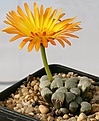 Нажмите на изображение для увеличения.

Название:	Fenestraria_rhopalophylla_ssp_aurantiaca_IMG_5098.jpg
Просмотров:	162
Размер:	78.7 Кб
ID:	383692