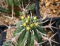 Нажмите на изображение для увеличения.

Название:	Euphorbia_stellaespina_IMG_5115.jpg
Просмотров:	178
Размер:	93.4 Кб
ID:	383697