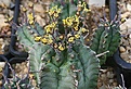 Нажмите на изображение для увеличения.

Название:	Euphorbia_pillansii_IMG_5122.jpg
Просмотров:	188
Размер:	89.7 Кб
ID:	383698