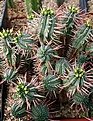 Нажмите на изображение для увеличения.

Название:	Euphorbia_ferox_IMG_5125.jpg
Просмотров:	189
Размер:	127.9 Кб
ID:	383699