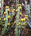 Нажмите на изображение для увеличения.

Название:	Euphorbia_aff_aeruginosa_IMG_5132.jpg
Просмотров:	193
Размер:	98.1 Кб
ID:	383701