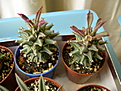 Нажмите на изображение для увеличения.

Название:	monadenium schubei.jpg
Просмотров:	201
Размер:	71.8 Кб
ID:	383705