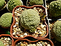 Нажмите на изображение для увеличения.

Название:	pseudolithos eylensis1.jpg
Просмотров:	292
Размер:	99.7 Кб
ID:	383706