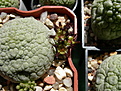 Нажмите на изображение для увеличения.

Название:	pseudolithos eylensis2.jpg
Просмотров:	343
Размер:	85.4 Кб
ID:	383707