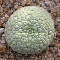 Нажмите на изображение для увеличения.

Название:	Pseudolithos eilensis.jpg
Просмотров:	343
Размер:	107.0 Кб
ID:	383708