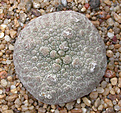 Нажмите на изображение для увеличения.

Название:	Pseudolithos cubiforme_2.jpg
Просмотров:	321
Размер:	113.7 Кб
ID:	383710