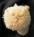 Нажмите на изображение для увеличения.

Название:	Pseudolithos caput-viperae.jpg
Просмотров:	340
Размер:	78.3 Кб
ID:	383711